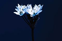 Blüte des Naolianischen Lauchs