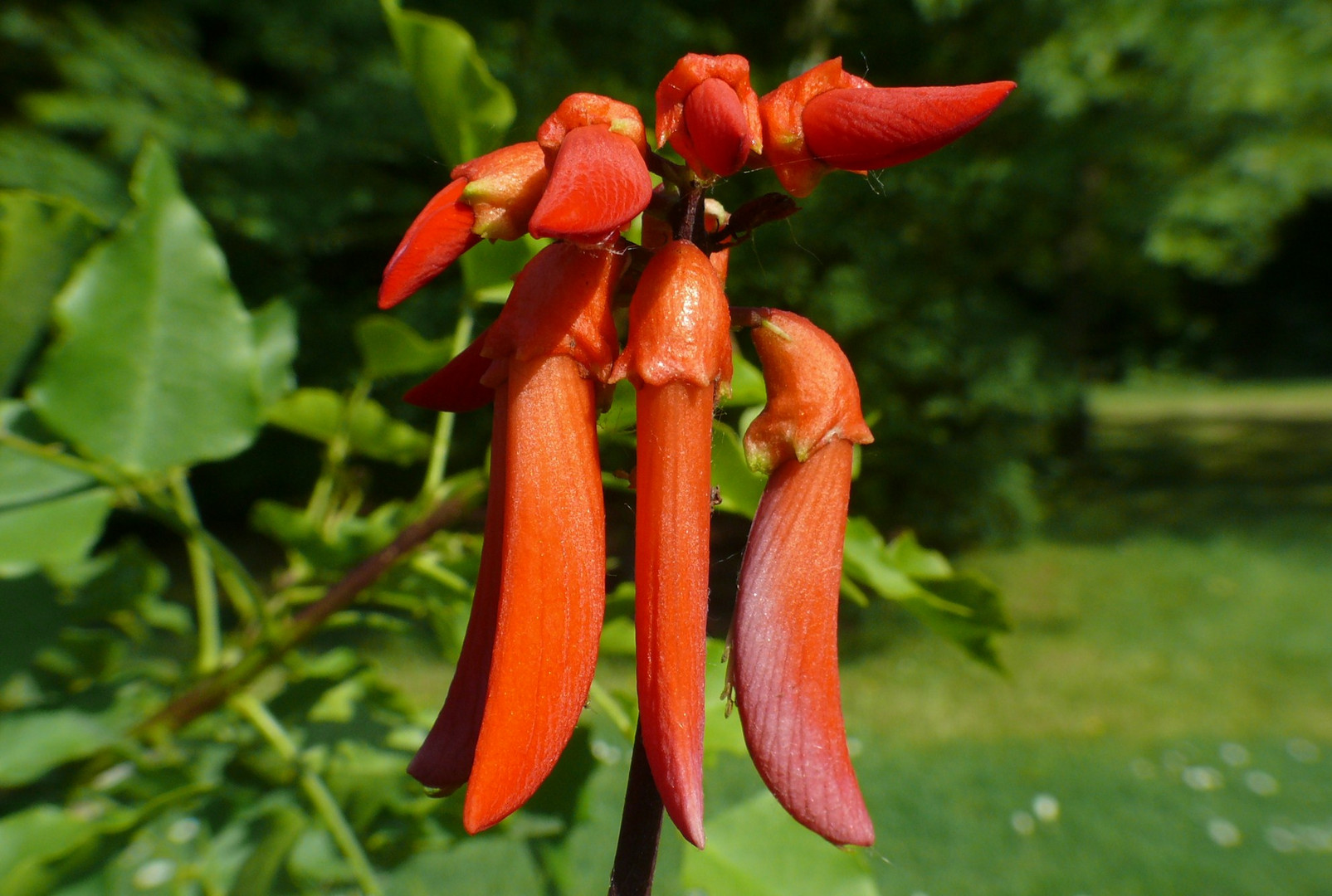 Blüte des Natal-Korallenstrauches