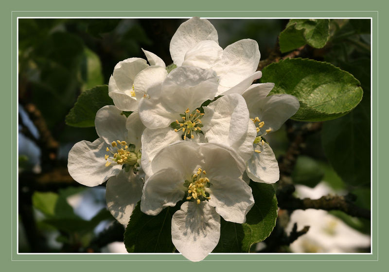 Blüte des Ontario