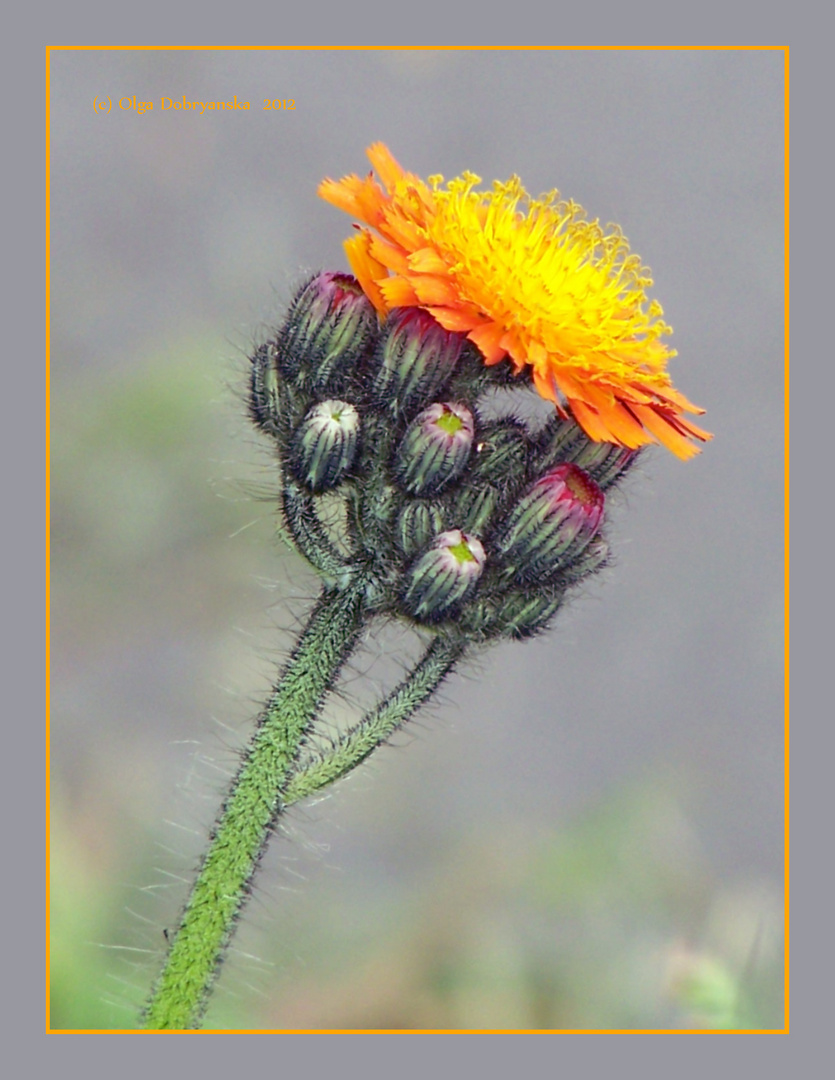 Blüte des Orangeroten Habichtskrauts