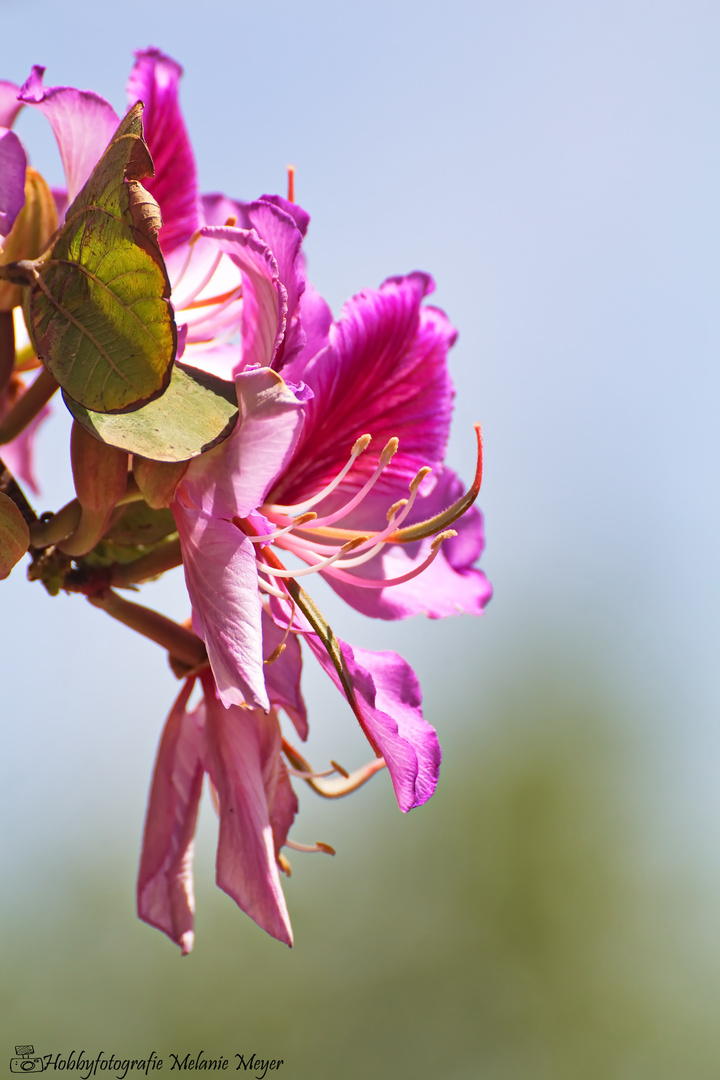 Blüte des Orchideen-Baum