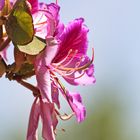 Blüte des Orchideen-Baum