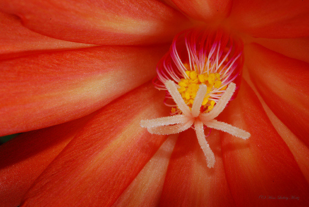 Blüte des Osterkaktus