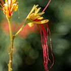 Blüte des Paradiesvogelstrauchs