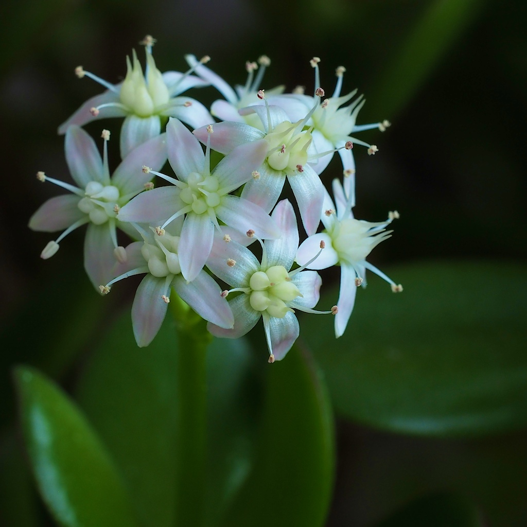 Blüte des Pfennigbaum 's ( Crassula ornata )