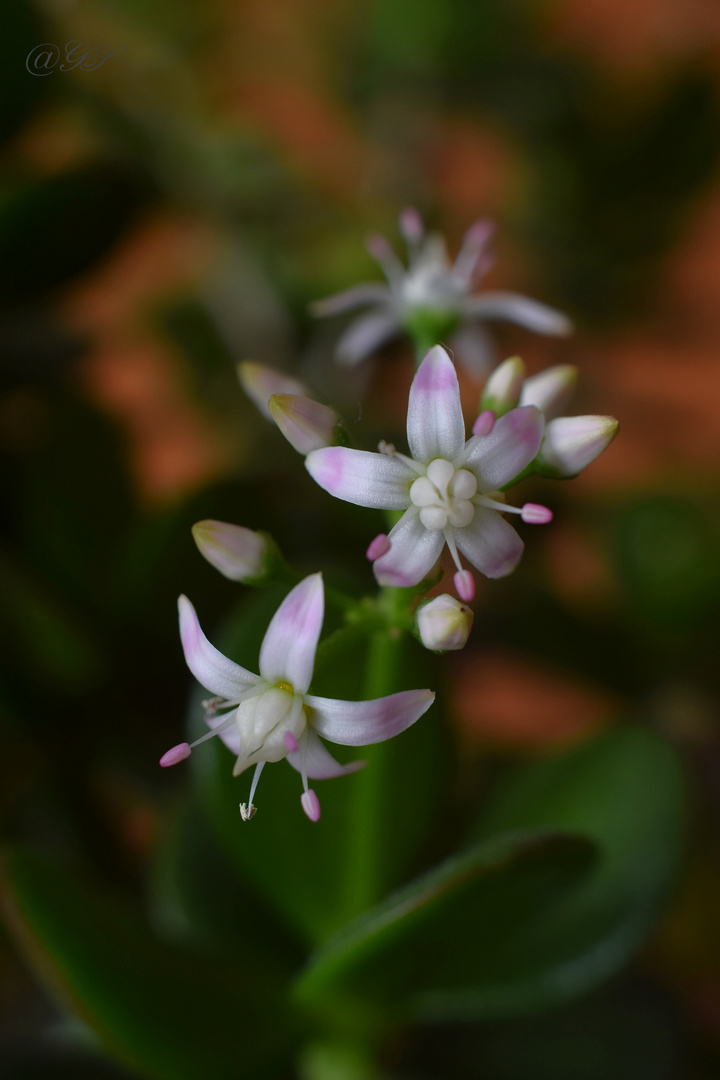 Blüte des Pfennigbaumes