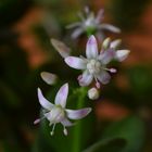 Blüte des Pfennigbaumes