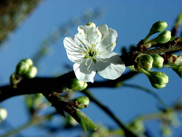 Blüte des Plaumen Baum