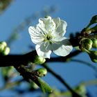 Blüte des Plaumen Baum