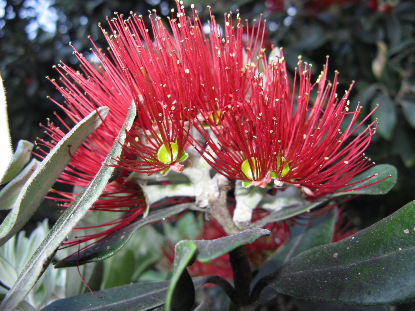 Blüte des Pohutukawa