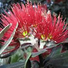 Blüte des Pohutukawa