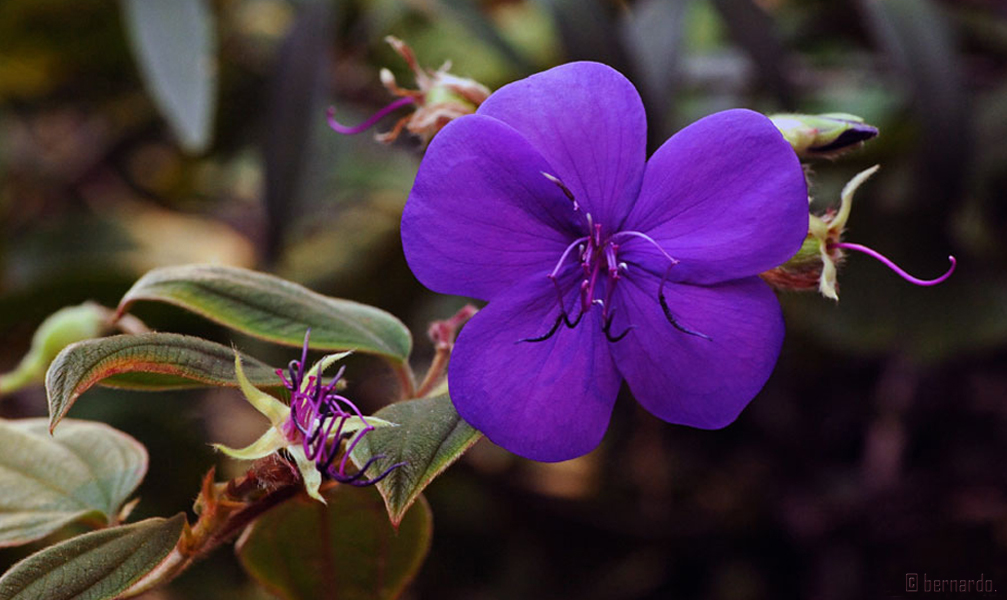 Blüte des Prinzessinnenstrauchs