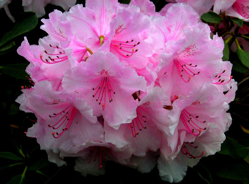 Blüte des Rhodendron