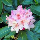 Blüte des Rhododendron