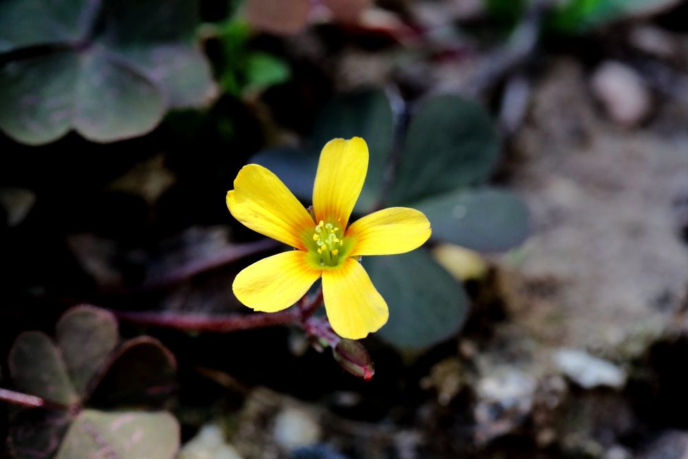 Blüte des roten Klees