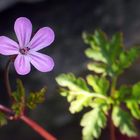 Blüte des Ruprechtskrauts (Geranium robertianum)