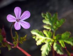 Blüte des Ruprechtskrauts (Geranium robertianum)