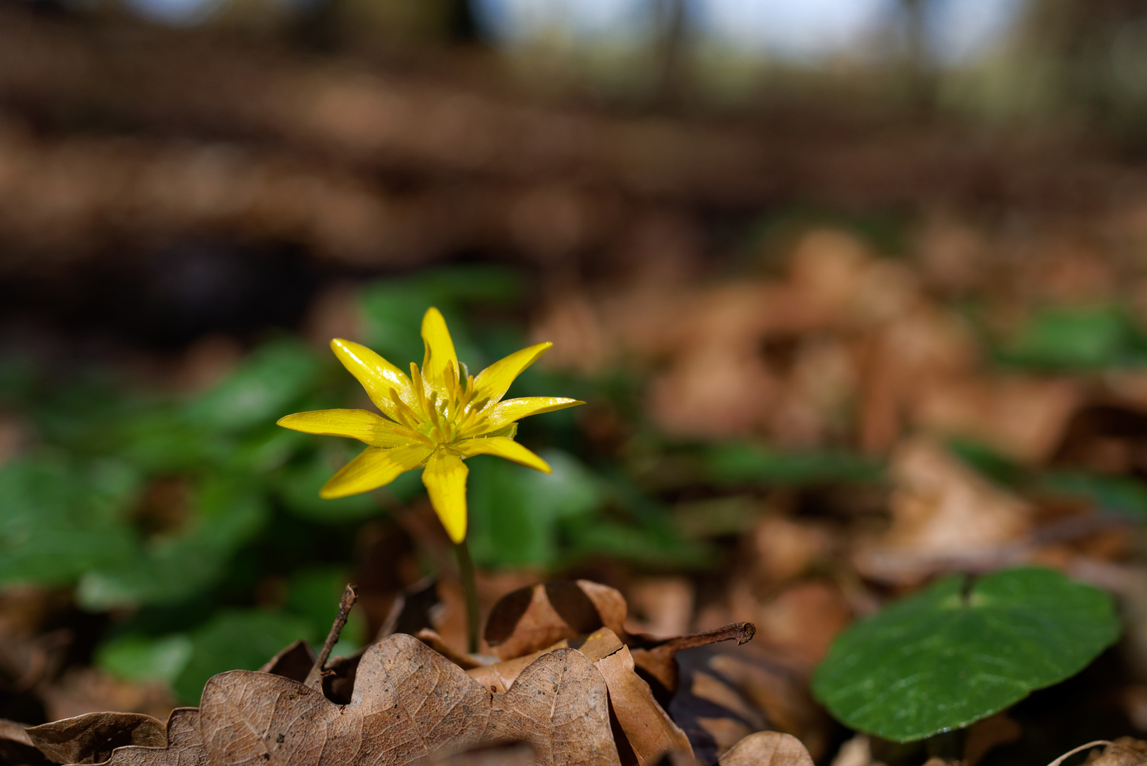 Blüte des Scharbockskrauts auf einem Waldpfad