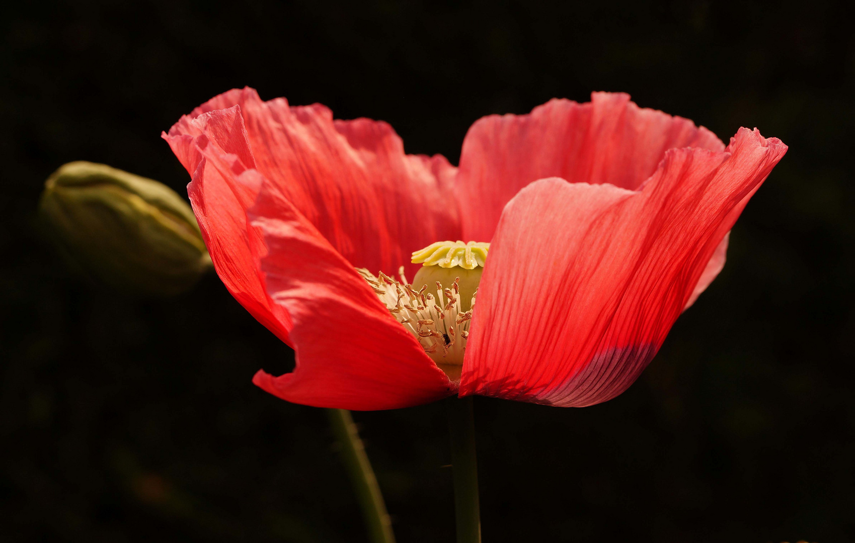 Blüte des Schlafmohns. 