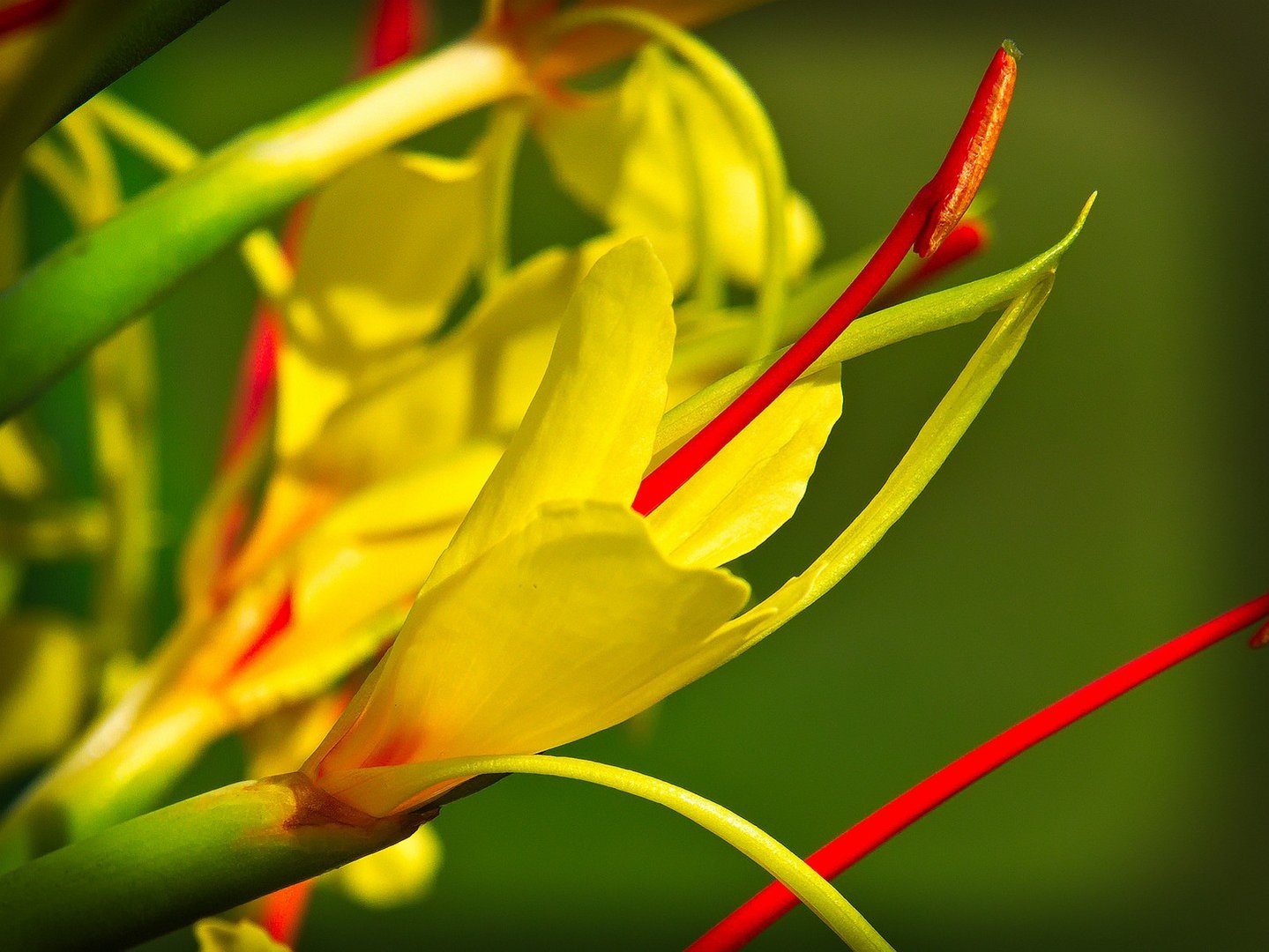 Blüte des Schmetterlingsingwer