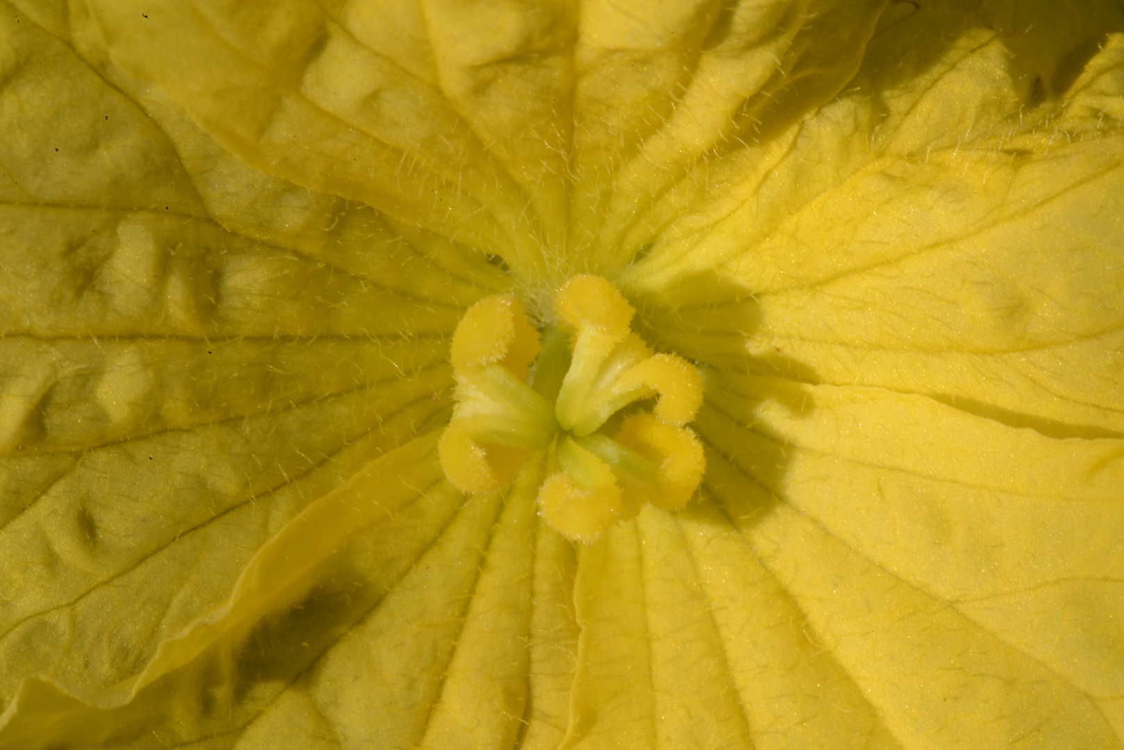 Blüte des Schwammkürbis Macro
