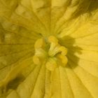 Blüte des Schwammkürbis Macro
