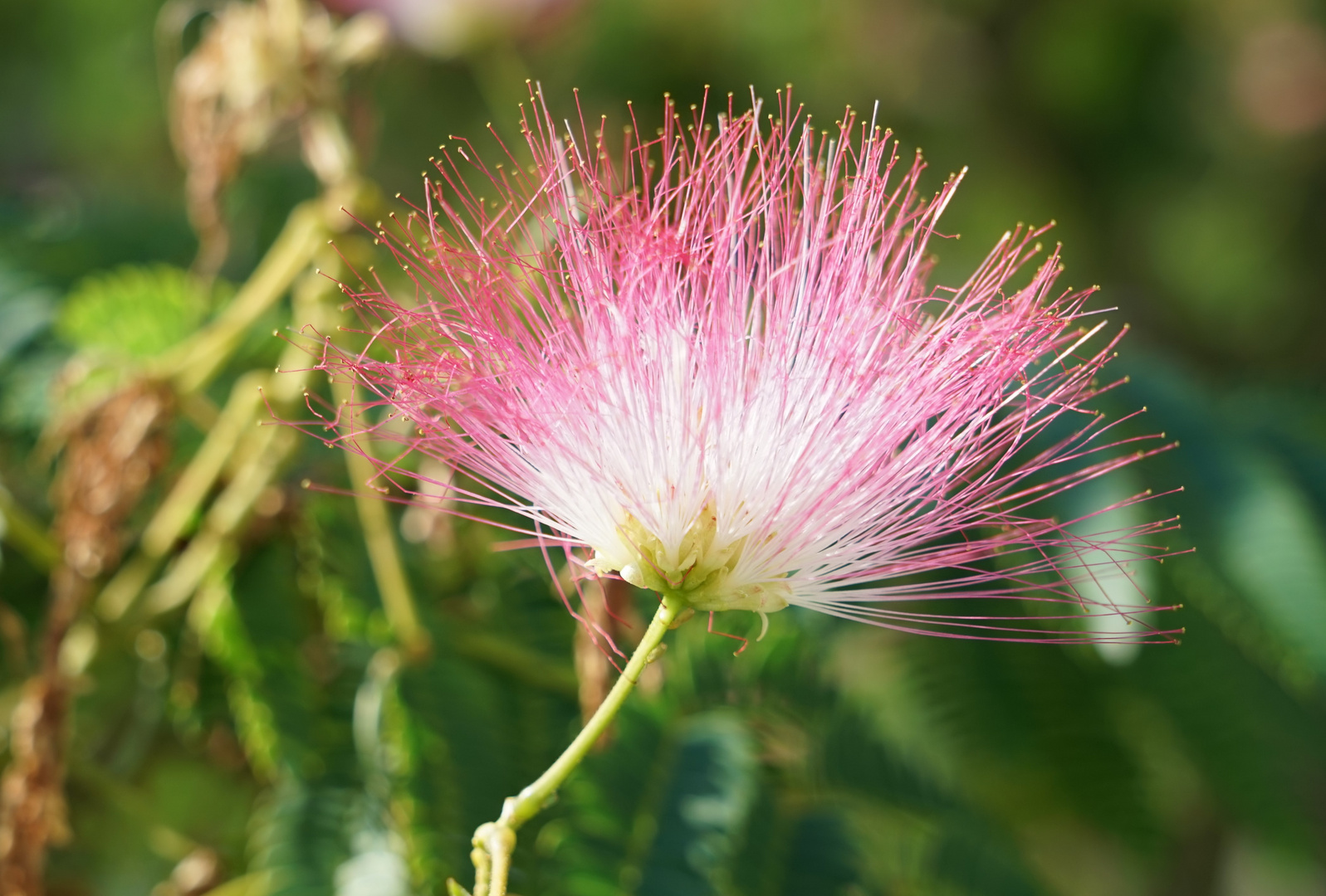 Blüte des Seidenbaumes