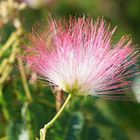 Blüte des Seidenbaumes