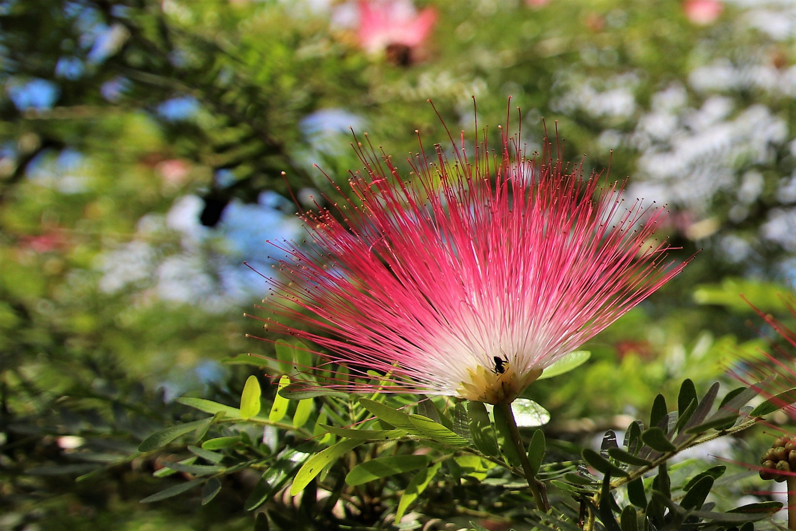 Blüte des Seidenbaums