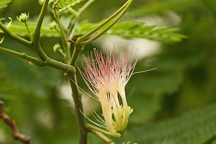 Blüte des Seidenbaums