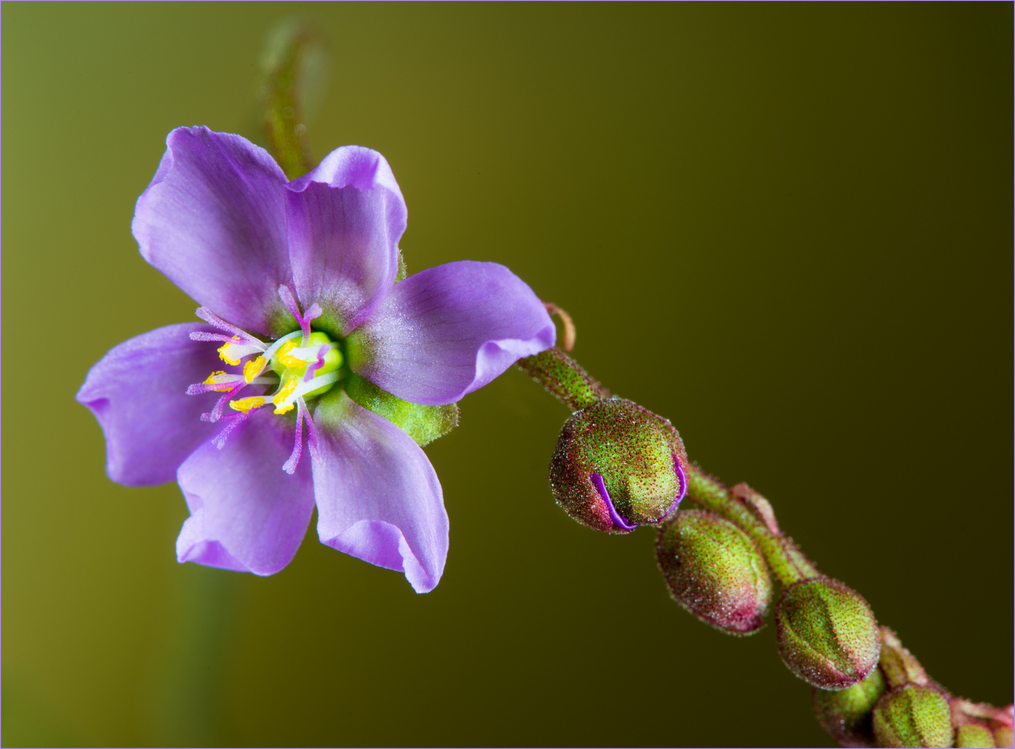 Blüte des Sonnentaus