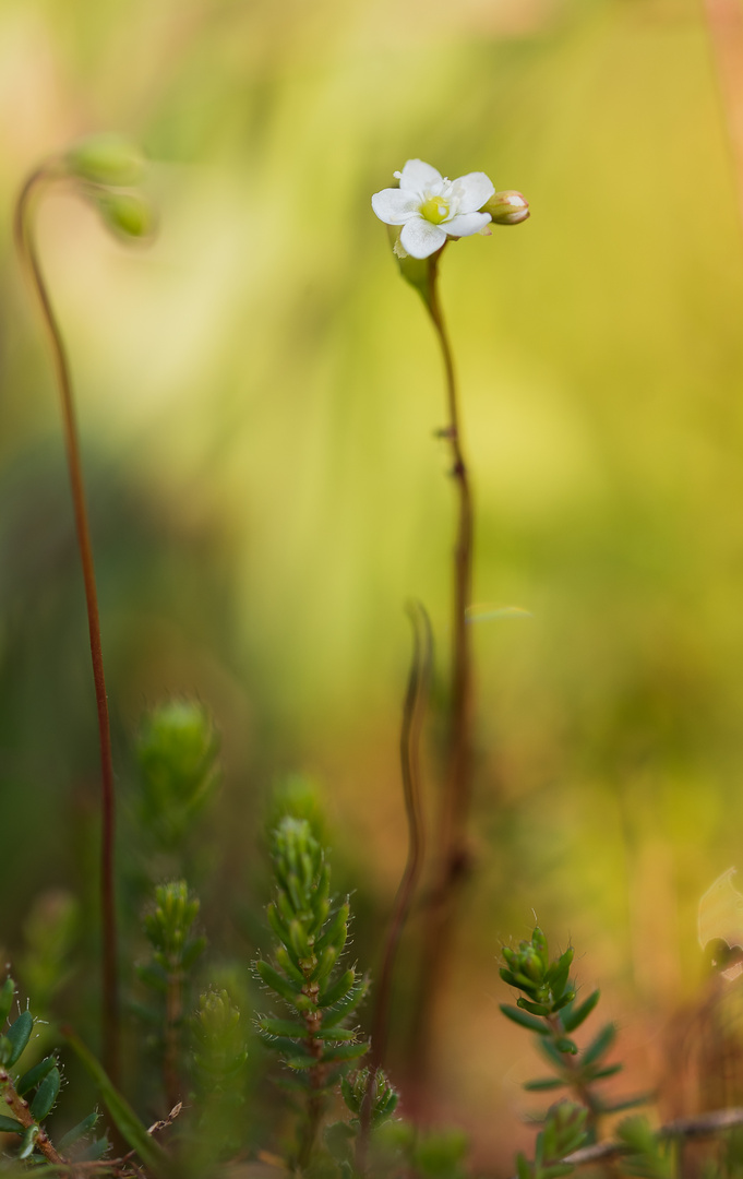 Blüte des Sonnentaus