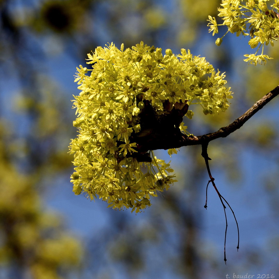 Blüte des Spitz-Ahorn