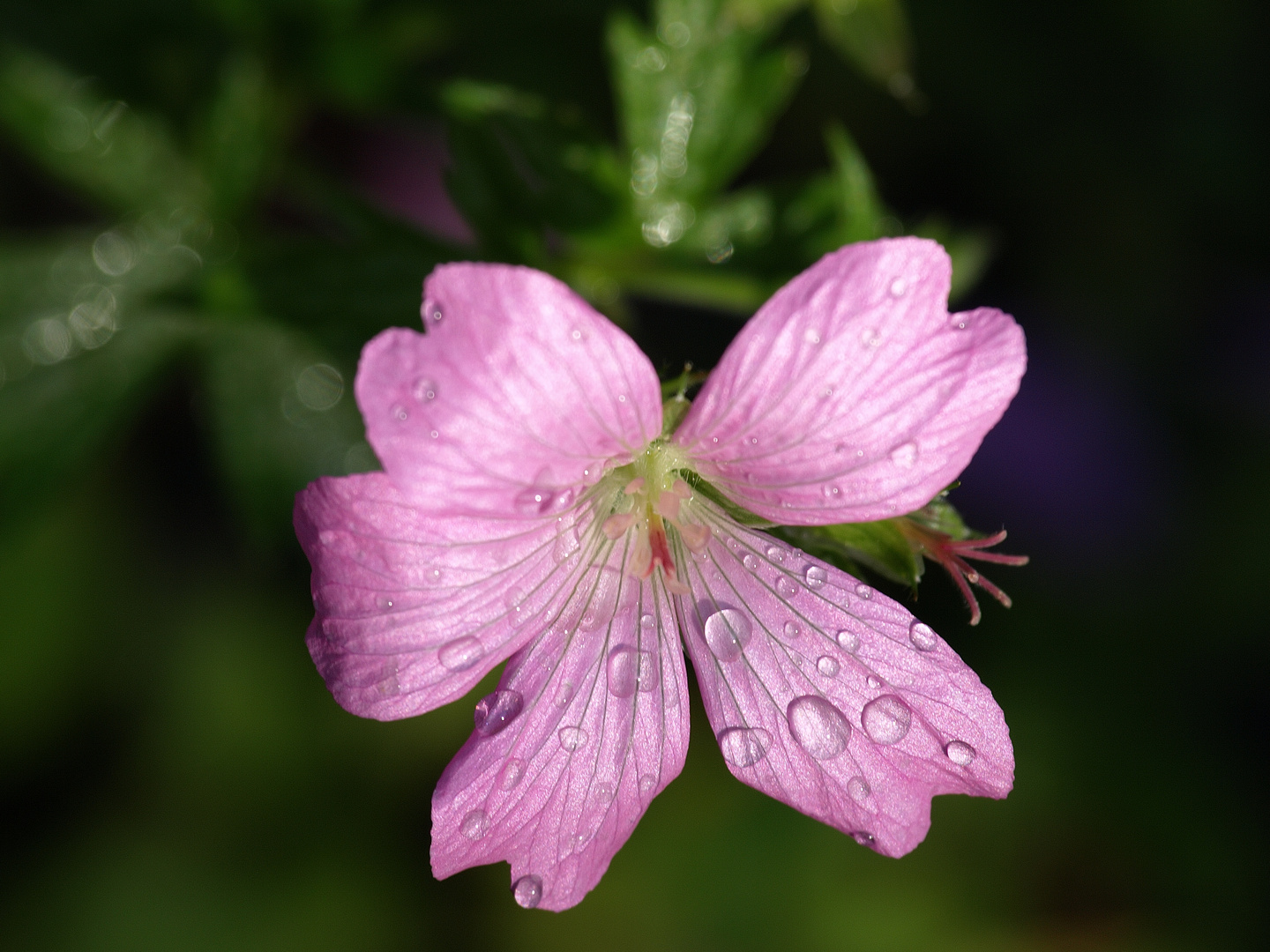 Blüte des Storchschnabel