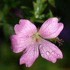 Blüte des Storchschnabel