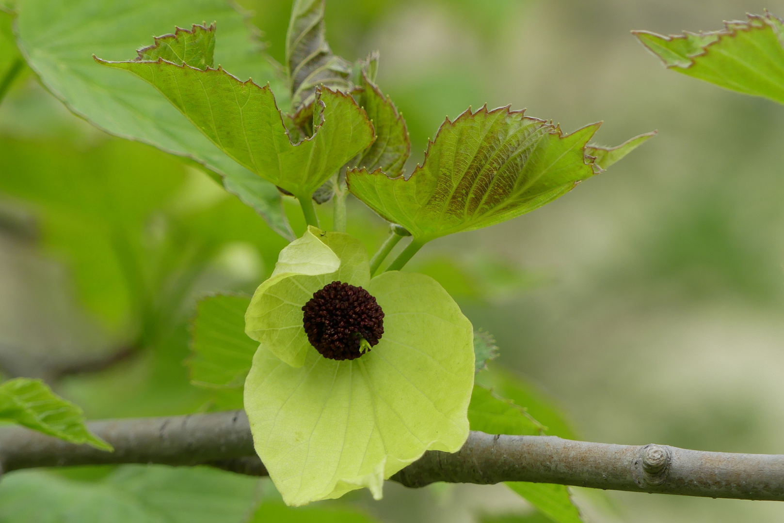  Blüte des Taschentuchbaumes