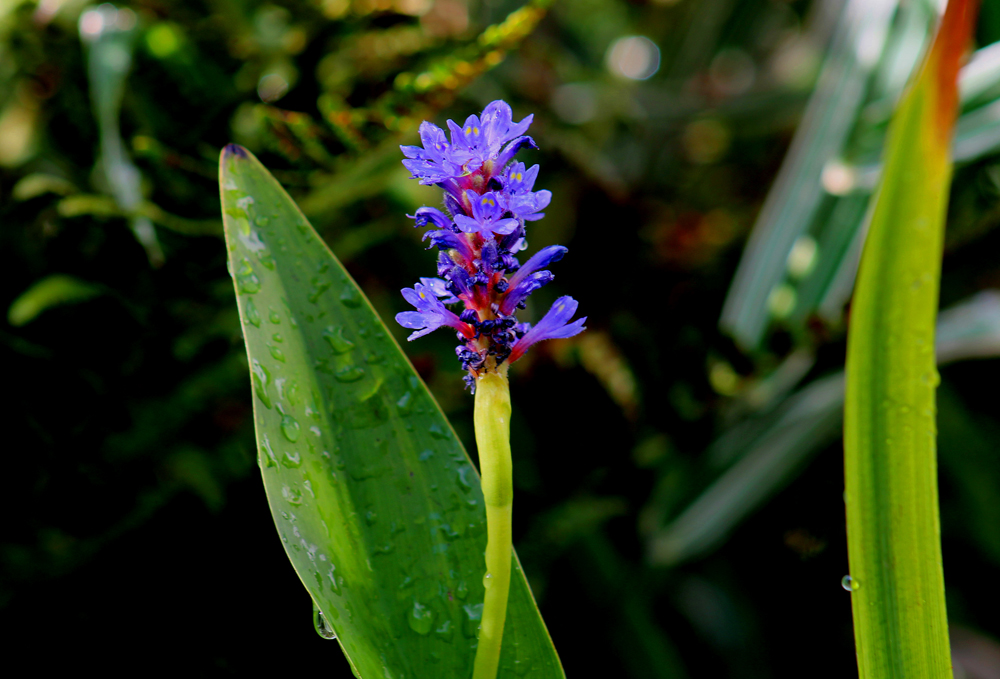 Blüte des Teufelskrautes