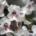 Blüte des Trompetenbaums