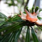 Blüte des tropischen Regenwaldes