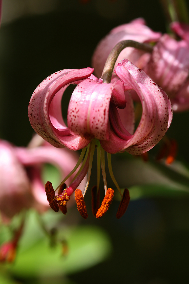 Blüte des Türkenbund