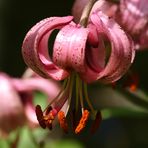 Blüte des Türkenbund