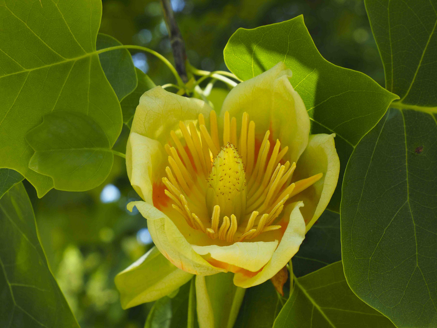 BLÜTE DES TULPENBAUM