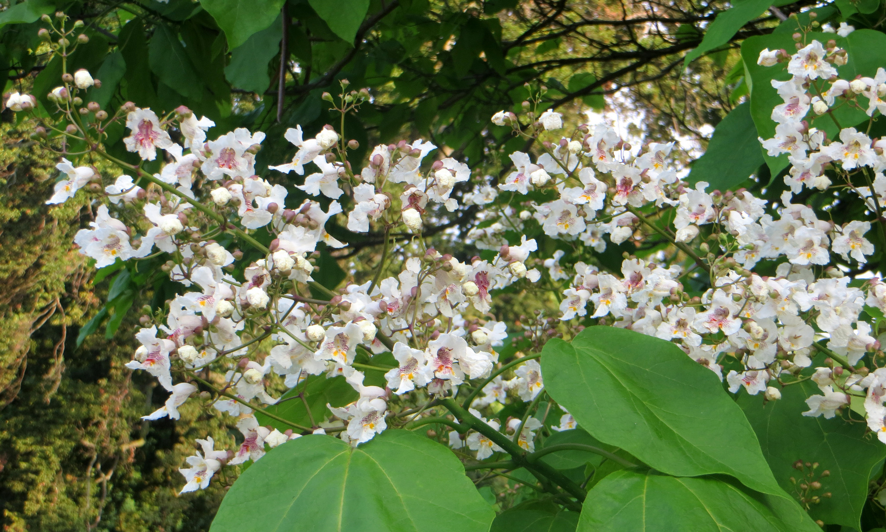 Blüte des Tulpenbaumes Catalga bigroides