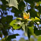 Blüte des Tulpenbaumes