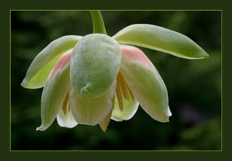 Blüte des Tulpenbaums....