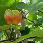 Blüte des Tulpenbaums