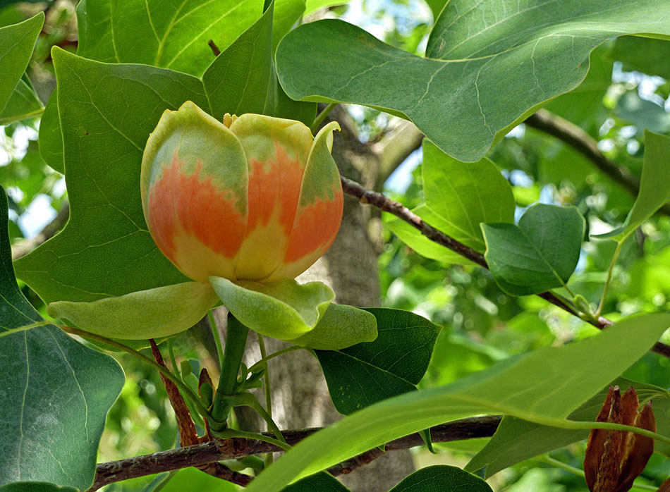 Blüte des Tulpenbaums