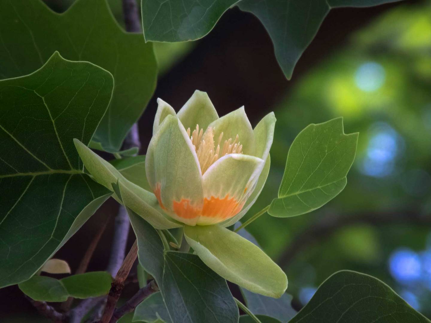 Blüte des Tulpenbaums