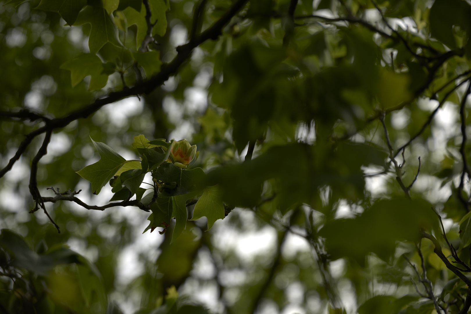 Blüte des Tulpenbaums