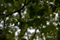 Blüte des Tulpenbaums